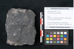 Foto (Objekt + Etikett) von Annularia minuta Brongniart (NHMW-GEO-2024-0188-11014)